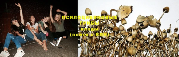 прущие грибы Сатка